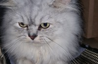 페르시안 냥이 1살짜리 무료 분양 합니다 ㅜㅜ(경기시흥.광명.안산)