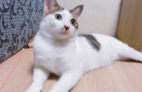 서울에서 1살된 코숏남아 분양보내요~