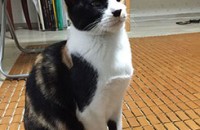 반수니와 함께 하실 분(중성화수술완료)