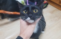 [경기 부천]11개월된 여아 검둥이 두마리 무료 분양합니다.