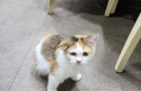 애교덩이 진주(여)를 분양합니다.