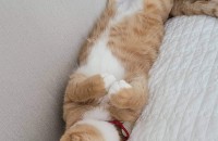 고양이 무료 분양 합니다