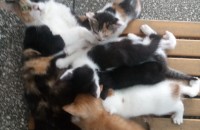 부산 아기 고양이 분양 합니다