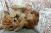 귀여운아기고양이 무료분양합니다ㅡ부산