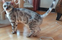 뱅갈묘 무료분양합니다.(부산 사하구 하단동)