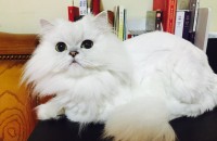 페르시안 친칠라 실버(분양완료)