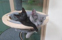 코숏 검은고양이 무료 분양합니다.