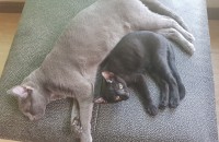 김해 코숏 검은고양이 분양합니다.