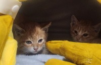 새끼고양이 가족으로받아주실분찾아요..