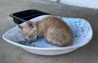 6주와 7주 아기 고양이들