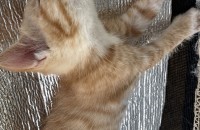 귀여운 아가들이에요(5월 17일: 2마리/ 5월 27일: 3마리)