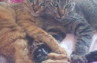 더이상 키울여건이 안되어 코숏고양이 2마리 분양합니다