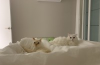 샴레드포인트, 터키쉬앙고라 사랑으로 키워주실분