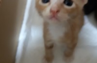 고양이 무료분양합니다.