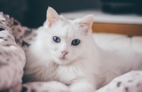 안녕하세요 터키쉬앙고라 무료분양합니다.