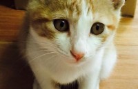 [대구고양이분양] 길고양이 무료분양합니다