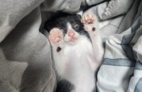 사람좋아아기애교냥이 분양해요