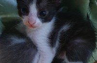 예쁜 애기 고양이 분양해요-