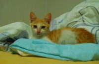 3개월 여아 길냥이 보살펴 주세요[대전]