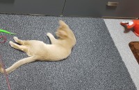 대전)아비니시안 고양이 무료분양합니다.