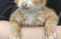 새끼 고양이 입양하실 분 찾습니다. 차량으로 고양이 직접 데려다드리겠습니다...꼭 입양되었으면 좋겠습니다.