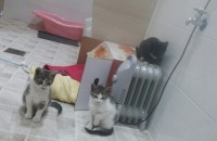 귀여운 아가들 분양합니다 (별도가능)