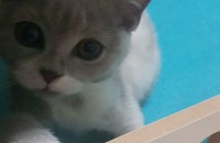 사랑으로키워주실분구합니다