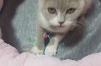 브리티시숏헤어 남아 가족이 되어주실분구합니다