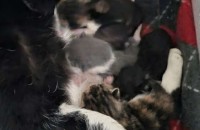 강원도 원주시 고양이 무료분양합니다 코숏