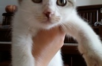 3개월된 아기냥이 분양합니다