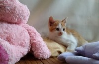 3~4개월된 아기냥이들 무료분양합니다.