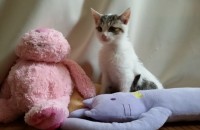 3~4개월된 아기냥이들 무료분양합니다