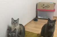 러시안블루 남아,여아의 새 가족을 찾습니다