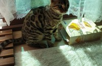 [완료] 뱅갈고양이 13개월 암수 한쌍 무료분양합니다.