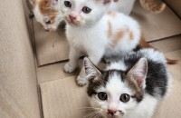 코숏 4형제 무료입양보냅니다 !