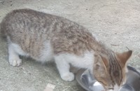 예쁜 고양이 키워 보세요