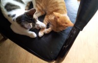 고양이 무료분양합니다.