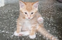 집에서 낳은 아가들 무료분양합니다