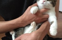 애교발랄 아기고양이(여아)