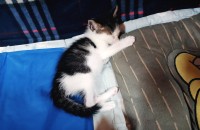 길고양이 무료 분양합니다