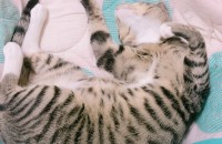 코숏 고등어태비 무료분양합니다