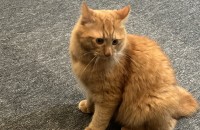 남아 2살 고양이 모찌 중성화 , 예방접종 완료