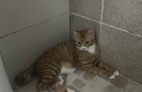 2살 고양이 분양