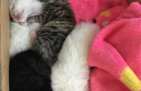 각난 아기고양이 분양합니다