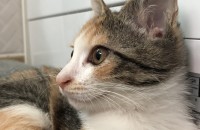 애기냥이 분양합니다.