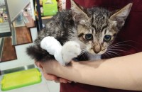 2개월째 새끼고양이입니다.