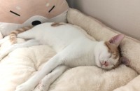 <경기도 의정부> 8개월된 치즈 개냥이 남자아이 예쁘게 키워주실 집사님 찾습니다.