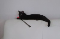 베트남에서 데려온 검은고양이 무료분양합니다