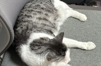 코숏 5살 고양이 분양합니다