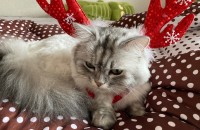 5살 성묘 페르시안 남아 무료분양합니다.